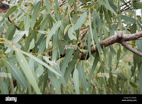 Gum tree eucalyptus leaves Northern Territory Stock Photo - Alamy