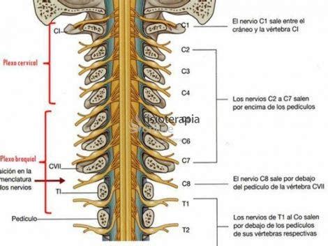 Humo canal Evolucionar nervios raquideos anatomia Pornografía Celda de ...