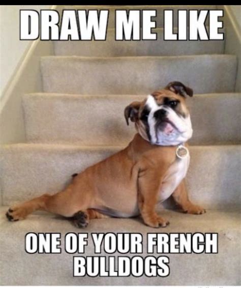 Funniest French Bulldog Memes - K9nerds.com