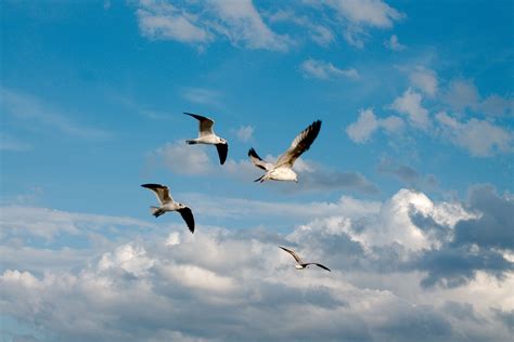 Oiseaux Mouettes Goélands · Photo gratuite sur Pixabay