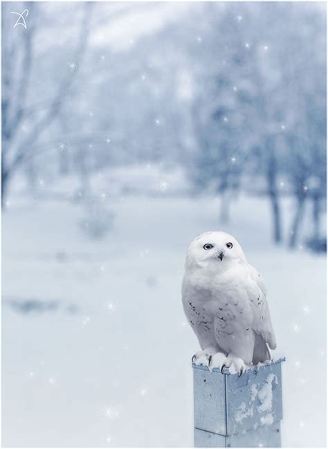 Snowy Owl:winter time by Dferous on DeviantArt