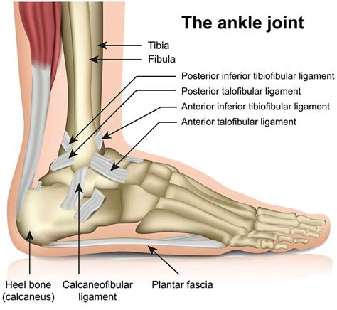 Anatomy of Ankle Sprain