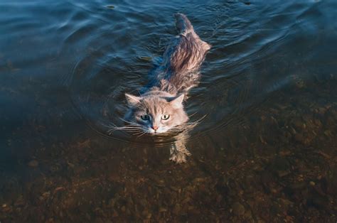 Do Cats Naturally Know How to Swim? - Cats.com