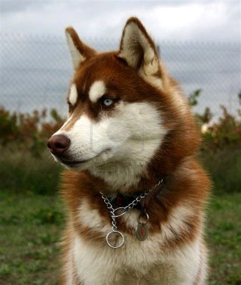 Red Husky. What a beautiful animal | Red husky puppies, Red husky ...