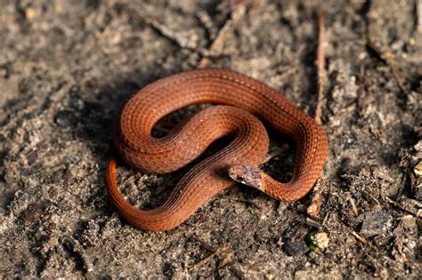 red-bellied snake | South Carolina Partners in Amphibian and Reptile Conservation