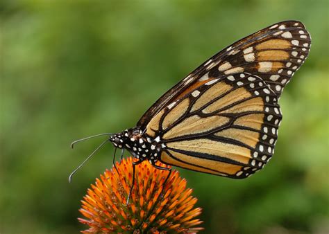 File:Monarch Butterfly Danaus plexippus on Echinacea purpurea 2800px.jpg - 维基百科，自由的百科全书