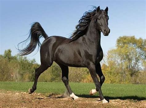 Ferghana horse - Alchetron, The Free Social Encyclopedia