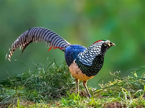 Lady Amherst’s Pheasant Bird Facts (Chrysolophus… | Birdfact