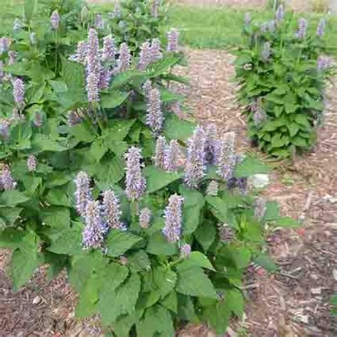 Anise Hyssop, Perennial Herb Seeds: 2024 R.H. Shumway's Company