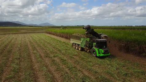 Sugar Cane Harvesting - YouTube