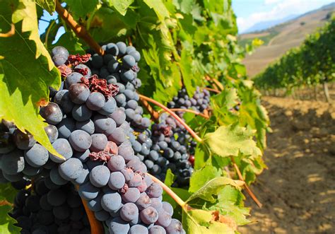 Montepulciano d’abruzzo Grapes - Lion Mill Vineyards