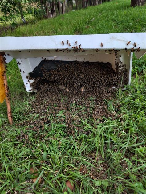 Bee Swarm Removal in DFW Area | Honeybee Swarm Relocation - Honey Bee Rescue