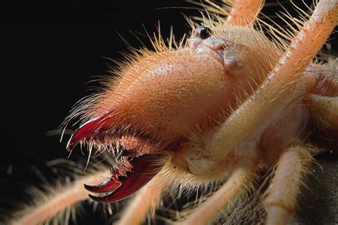 Warning potentially scary images: Fearsome jaw of camel spider unveiled in 'visual atlas'