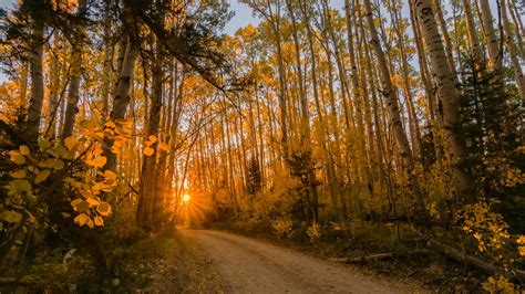 Colorado fall colors: When and where leaves will peak in 2020 | 9news.com