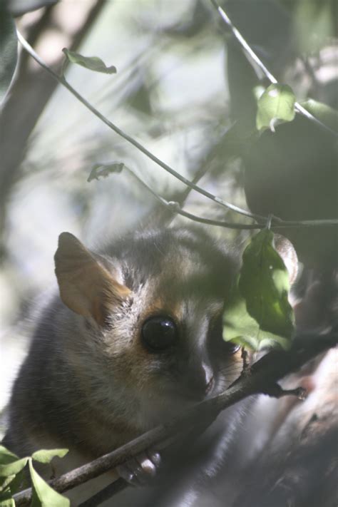 Mouse lemur - World's smallest primate in Berenty | Terra Incognita Ecotours