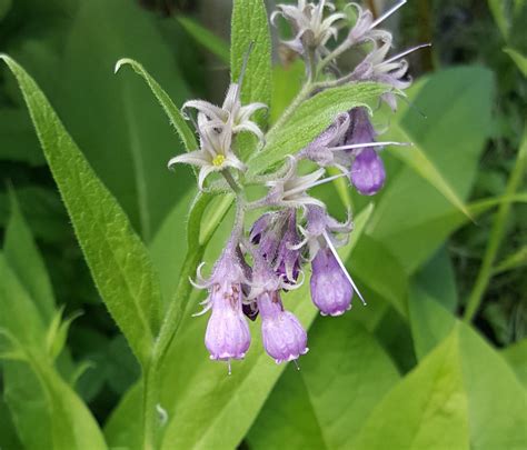 True Medicinal Comfrey – Kahikatea Farm Certified Organic Nursery and ...