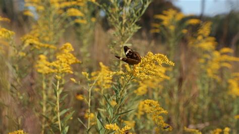 How Native Plants Can Benefit Your Garden