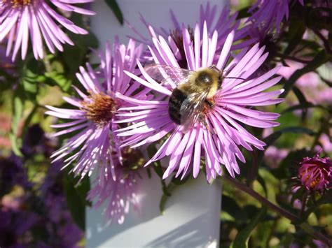 Bee Pollinating A Flower Free Stock Photo - Public Domain Pictures