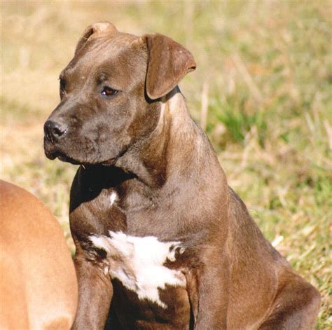 American Pit Bull Terrier Color Chart - American Dog Breeders Assoc.