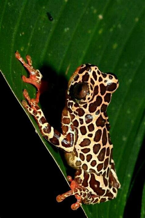 Clown tree frog | Frog, Tree frogs, Amphibians