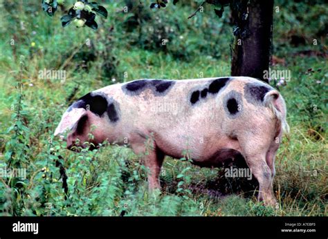 SPOTTED PIG OUTDOORS DAY COLOR COLOUR PHOTOGRAPH Stock Photo - Alamy