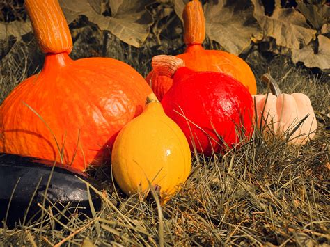 Pumpkin Harvest Free Stock Photo - Public Domain Pictures