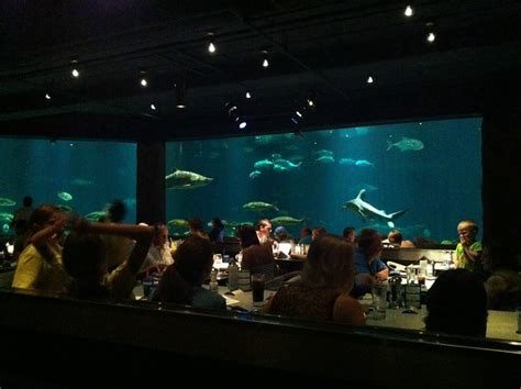 Sharks Underwater Grill, SeaWorld, Orlando - Review