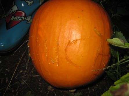 Halloween Madness Begins!! Pumpkin Scars Decorating Tip! - MY BLOG! - Marisol Diaz Latinx Artist ...