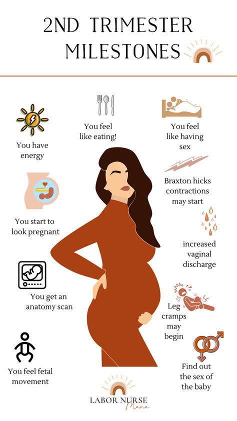 2nd trimester milestones – Artofit