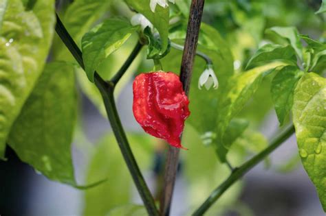 Carolina Reaper Pepper Plants