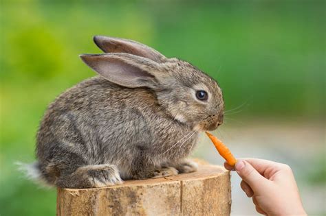 What to Feed Baby Rabbits In Your Backyard | The Home Tome