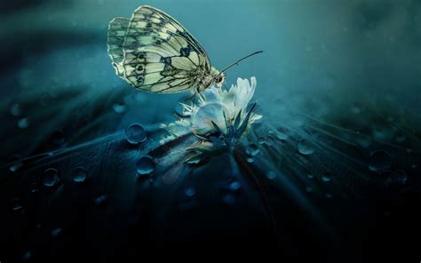 Amazing Nature Butterfly Wallpapers - Top Free Amazing Nature Butterfly Backgrounds ...