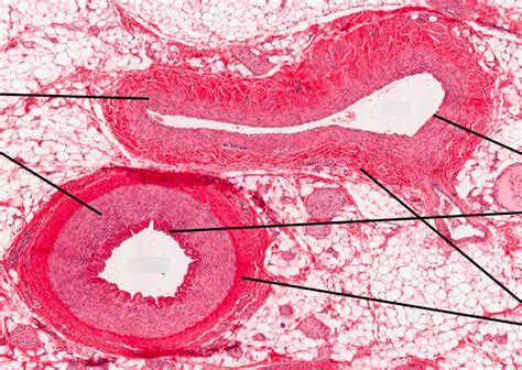 Lab III - Artery vs. Vein Layer Histology Diagram | Quizlet