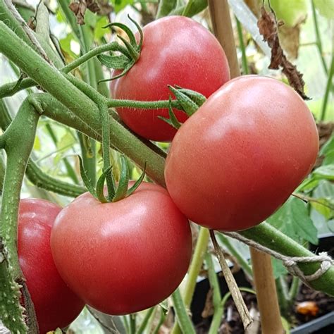 Solanum lycopersicum syn. Lycopersicon lycopersicum, Tomato in ...