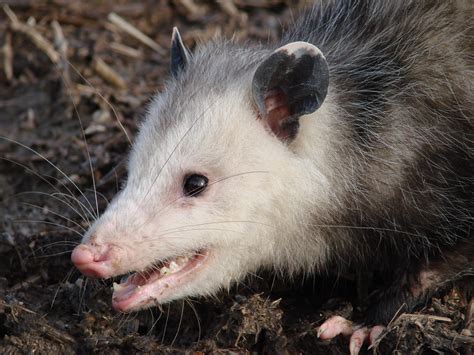 Awesome Possum! | Nature of Delaware Blog