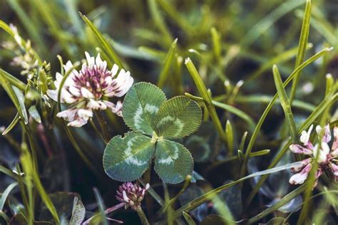 Common Types of Clover for Your Yard