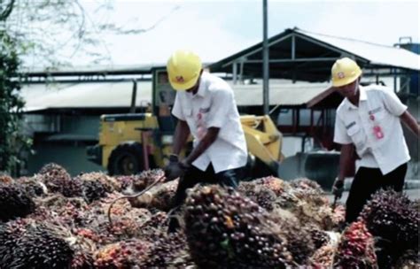 Langkah Smart Sinar Mas Agribusiness and Food