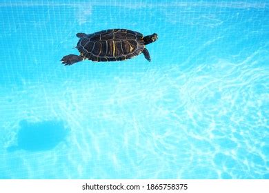 2,385 Turtle Swimming Pool Images, Stock Photos & Vectors | Shutterstock