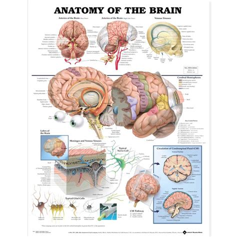 Anatomy of the Brain Anatomical Chart 20'' x 26''