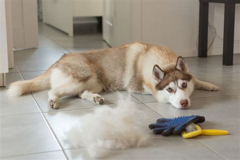 Fur vs. Hair: Unveiling the Differences and Similarities