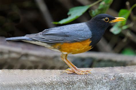 Black-breasted Thrush ID Basics - Shanghai Birding 上海观鸟