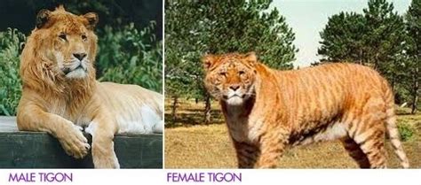 Tigon ~ Everything You Need to Know with Photos | Videos