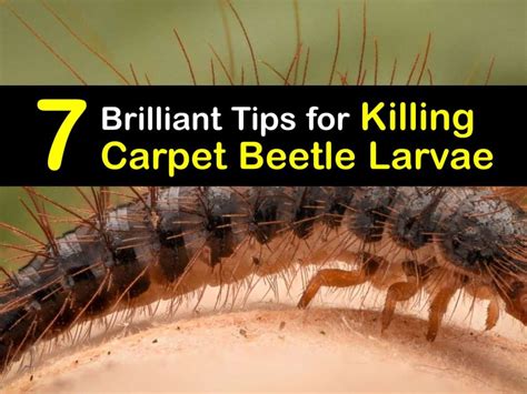 Carpet Beetle Damage Photos | www.resnooze.com