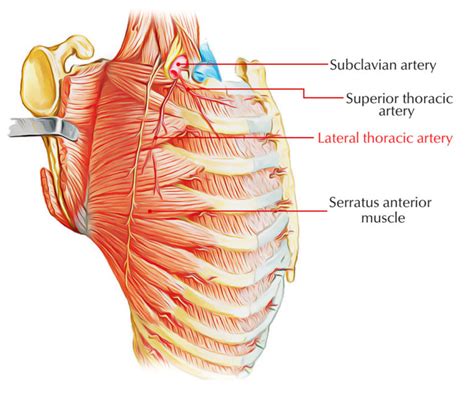 Lateral Thoracic Artery – Earth's Lab