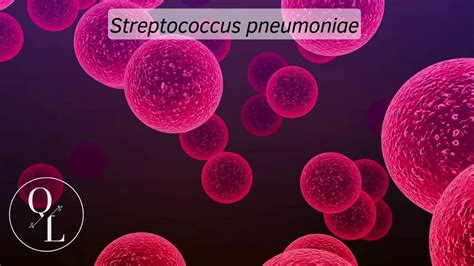 9. Streptococcus pneumoniae - YouTube