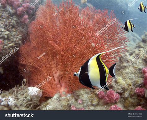 Moorish Idols (Zanclus Cornutus) The Type Of Fish Known As Gill In Finding Nemo. Stock Photo ...