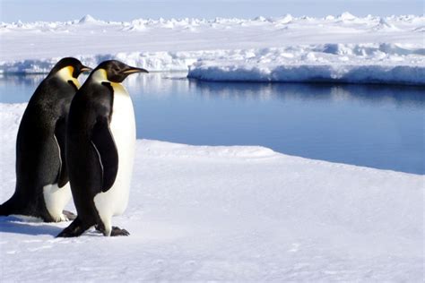 wildlife of antarctica - Antarctica