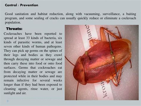 PPT - Pest Guide:Roaches PowerPoint Presentation, free download - ID ...