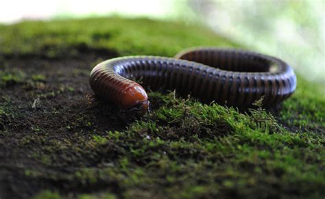 Centipedes Eat Animals 15 Times Their Size Thanks To This Powerful Toxin, Study Finds | Fun ...