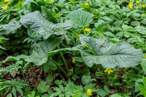 Cuckoo Pint / Lords and Ladies Plant - (Arum Maculatum)